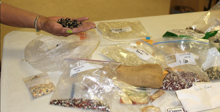 Looking for Seed Exchange- Urban Bageecha